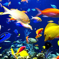 Aquarium Parts and Fittings